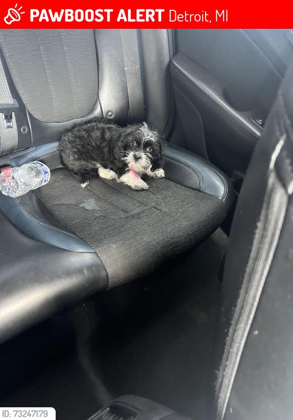 Lost Female Dog last seen Margareta st, Detroit, MI 48221