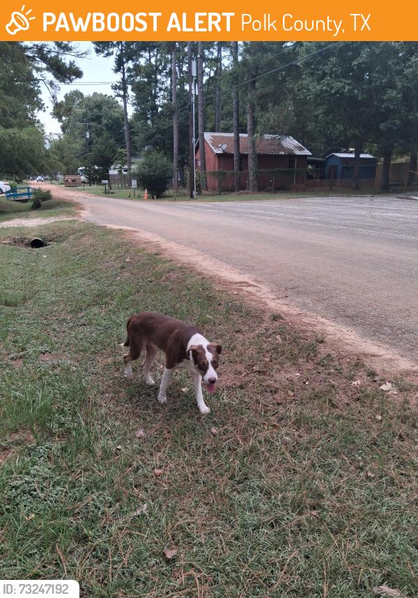 Found/Stray Male Dog last seen Rainbow Drive and Promise Lane, Polk County, TX 77351