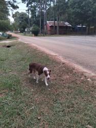 Found/Stray Male Dog last seen Rainbow Drive and Promise Lane, Polk County, TX 77351