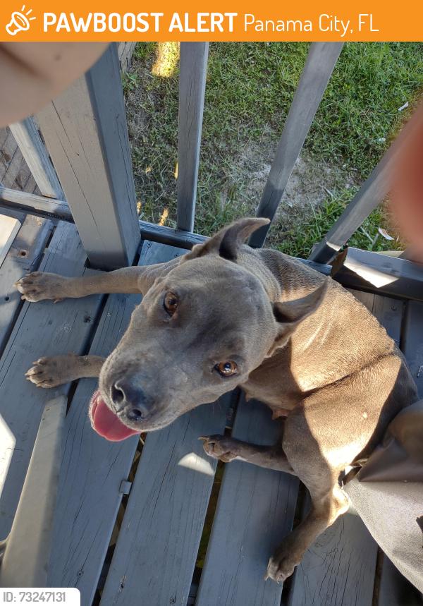 Found/Stray Female Dog last seen Harders park, Panama City, FL 32404
