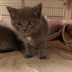 Shelter Stray Male Cat last seen , 54687 Co Rd 19, Bristol, IN 46507, USA
