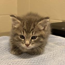 Shelter Stray Female Cat last seen , 54687 Co Rd 19, Bristol, IN 46507, USA