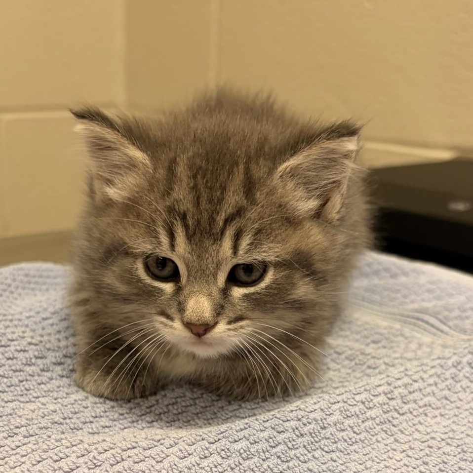 Shelter Stray Female Cat last seen , 54687 Co Rd 19, Bristol, IN 46507, USA