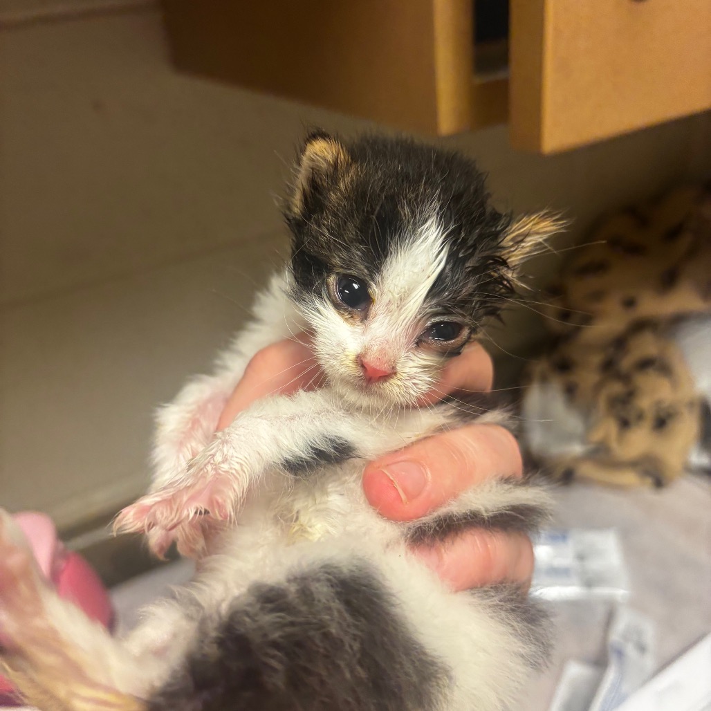 Shelter Stray Male Cat last seen , 54687 Co Rd 19, Bristol, IN 46507, USA