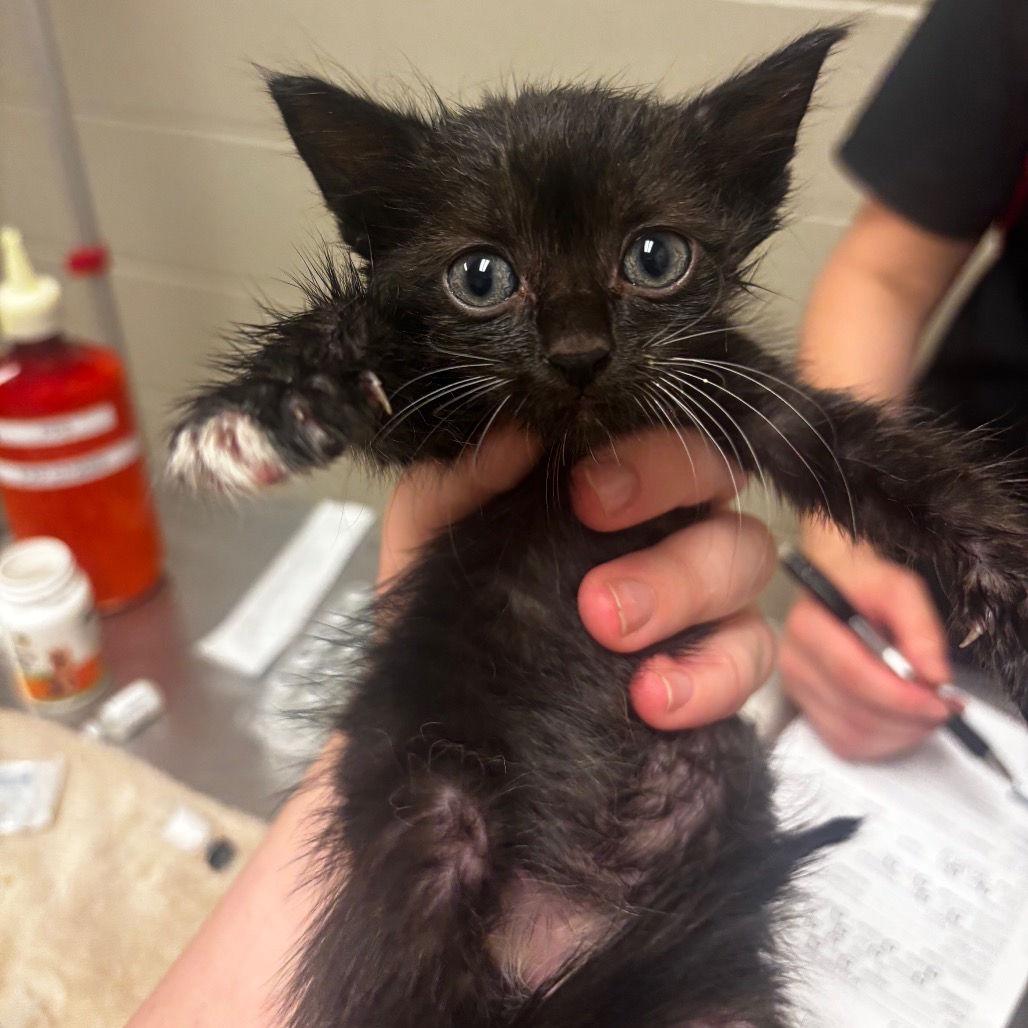 Shelter Stray Male Cat last seen , 54687 Co Rd 19, Bristol, IN 46507, USA
