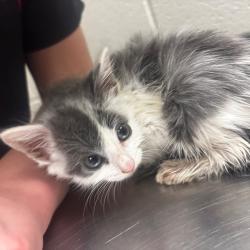 Shelter Stray Female Cat last seen , 54687 Co Rd 19, Bristol, IN 46507, USA