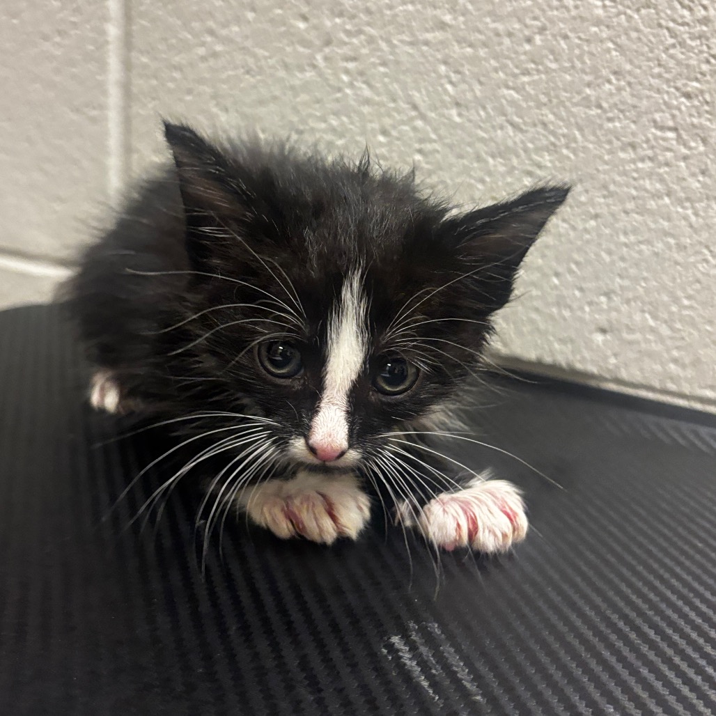 Shelter Stray Male Cat last seen , 54687 Co Rd 19, Bristol, IN 46507, USA