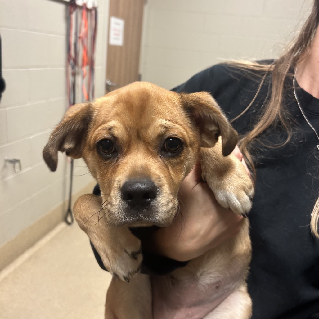 Shelter Stray Female Dog last seen , 54687 Co Rd 19, Bristol, IN 46507, USA