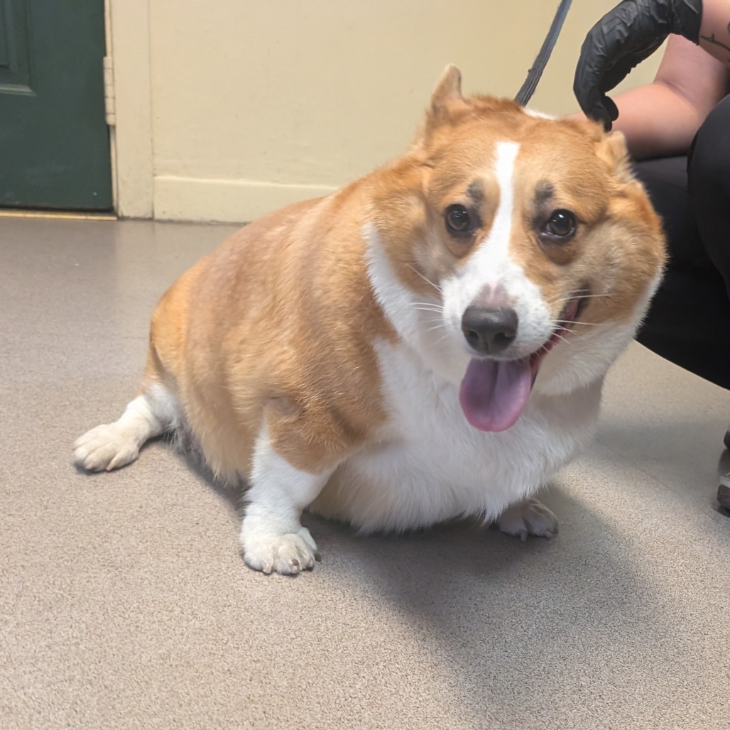Shelter Stray Female Dog last seen , 361 S Raymond Ave, Pasadena, CA 91105, USA