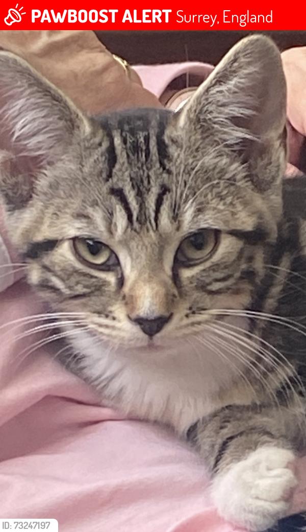 Lost Male Cat last seen Ayebridges avenue garage, Surrey, England 