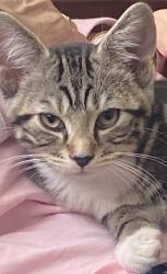 Lost Male Cat last seen Ayebridges avenue garage, Surrey, England 