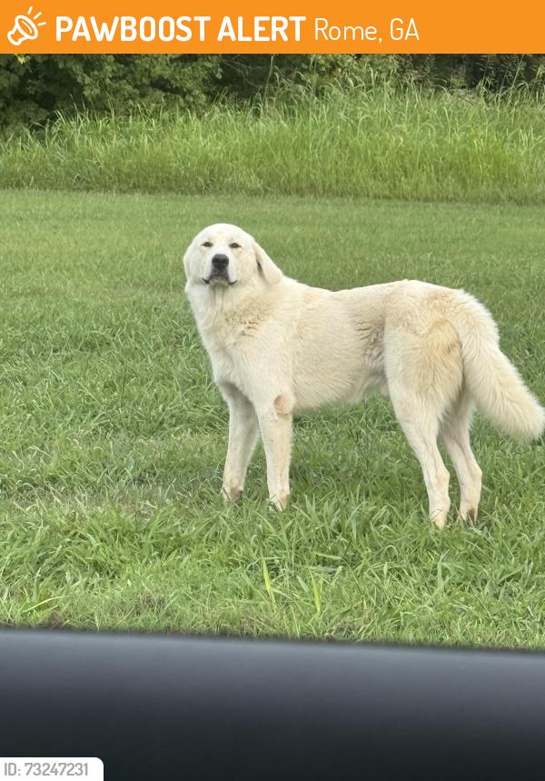 Found/Stray Male Dog last seen Marglen, Rome, GA 30161