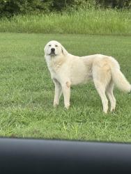 Found/Stray Male Dog last seen Marglen, Rome, GA 30161