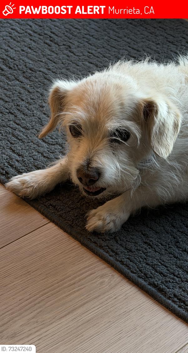 Lost Female Dog last seen Tinder box and gingerbread dr, Murrieta, CA 92562