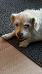 Lost Female Dog last seen Tinder box and gingerbread dr, Murrieta, CA 92562