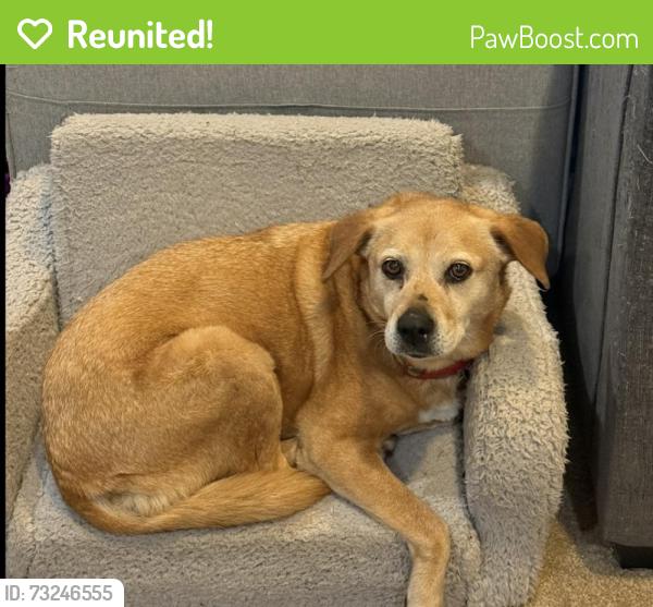 Reunited Female Dog last seen Cooper Point Rd., Olympia, WA 98502