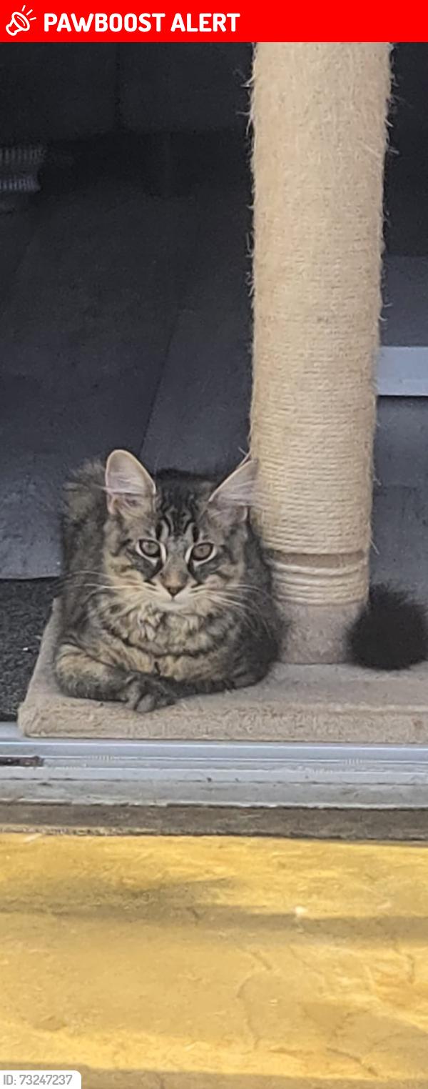 Lost Male Cat last seen Entrance to Redland Park opposite the flts, Bath and North East Somerset, England 