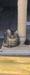 Lost Male Cat last seen Entrance to Redland Park opposite the flts, Bath and North East Somerset, England 