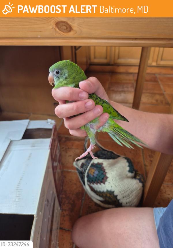 Found/Stray Unknown Bird last seen Chase st. and N Patterson Park Ave, Baltimore, MD 21205