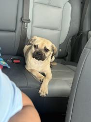 Found/Stray Female Dog last seen Higdon Crossing, San Antonio, TX 78223