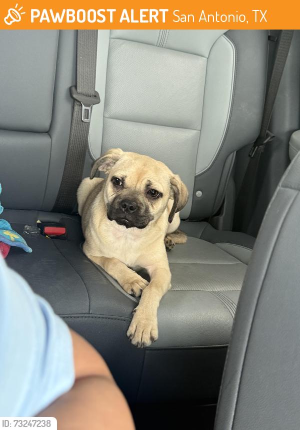 Found/Stray Female Dog last seen Higdon Crossing, San Antonio, TX 78223