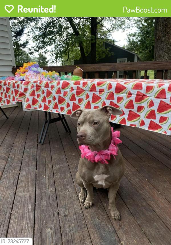 Reunited Female Dog last seen Greenacre Dr, Woodbridge, VA 22191, Woodbridge, VA 22191