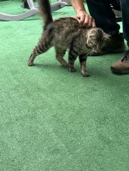 Found/Stray Female Cat last seen Jenkins Rd, Burnt Hills, NY 12027