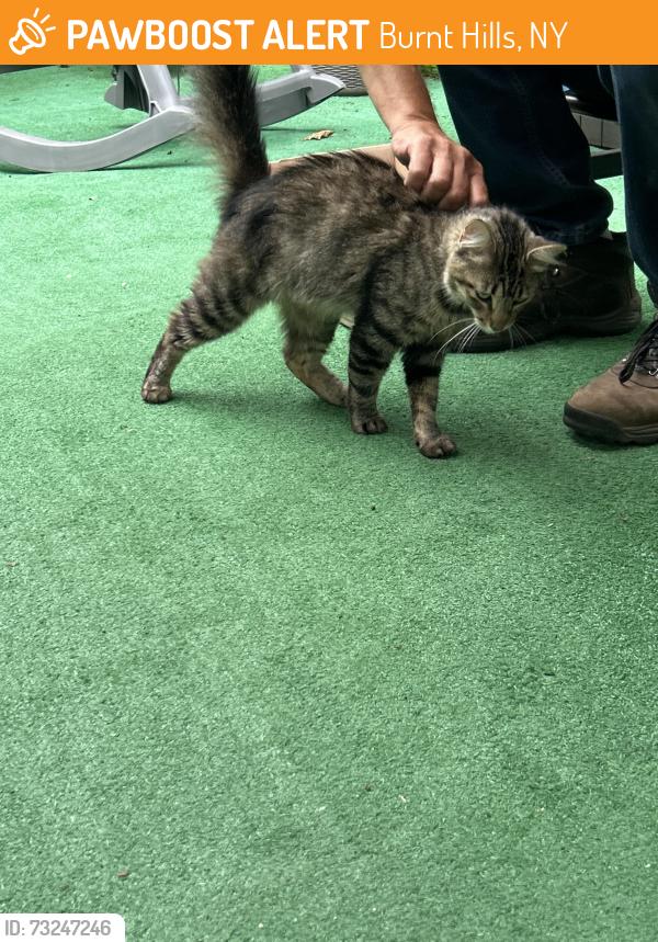 Found/Stray Female Cat last seen Jenkins Rd, Burnt Hills, NY 12027