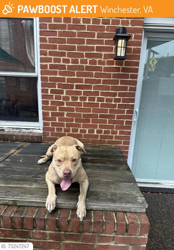 Found/Stray Male Dog last seen loudon street Winchester Va, Winchester, VA 22601