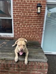 Found/Stray Male Dog last seen loudon street Winchester Va, Winchester, VA 22601