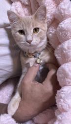 Reunited Female Cat last seen Kellie, Sachse, TX 75048