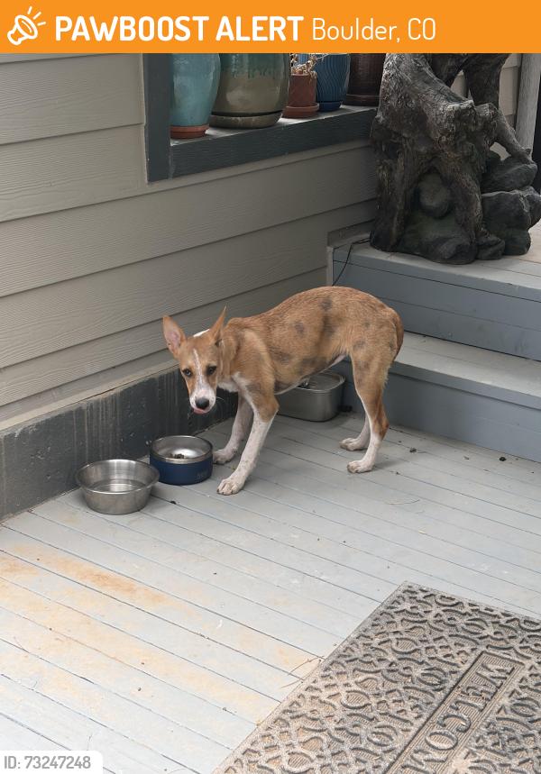 Found/Stray Female Dog last seen Poorman Rd between Sunshine Canyon and Four Mile Canyon, Boulder, CO 80302