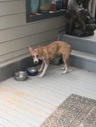 Found/Stray Female Dog last seen Poorman Rd between Sunshine Canyon and Four Mile Canyon, Boulder, CO 80302