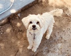 Lost Male Dog last seen Patricia drive, Garden Grove, CA 92840