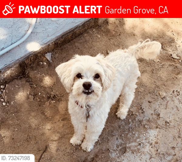Lost Male Dog last seen Patricia drive, Garden Grove, CA 92840
