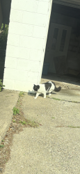 Found/Stray Unknown Cat last seen 34th/Ulysses, 35th/Johnson, Waite Park Elementary, Minneapolis, MN 55418