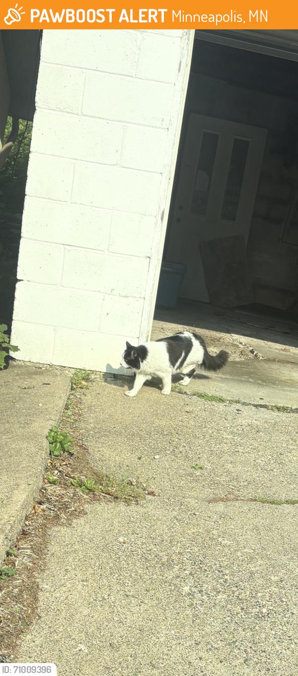 Found/Stray Unknown Cat last seen 34th/Ulysses, 35th/Johnson, Waite Park Elementary, Minneapolis, MN 55418