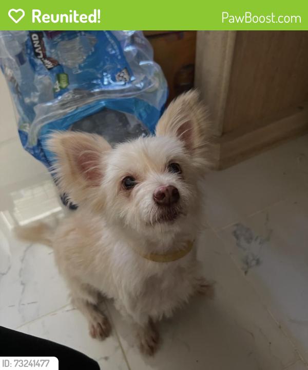 Reunited Female Dog last seen palamos ave, la puente, La Puente, CA 91744
