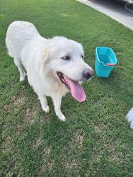 Found/Stray Male Dog last seen Centerville Rosebud Rd, Gwinnett County, GA 30039