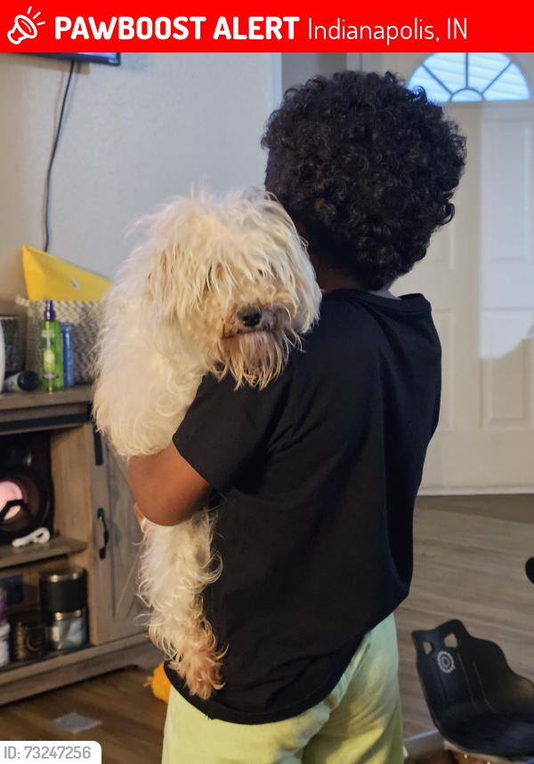 Lost Female Dog last seen Southeastern and franklin, Indianapolis, IN 46239
