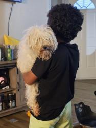 Lost Female Dog last seen Southeastern and franklin, Indianapolis, IN 46239