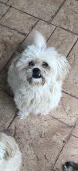 Lost Male Dog last seen back ally of graycliff drive, Houston, TX 77049