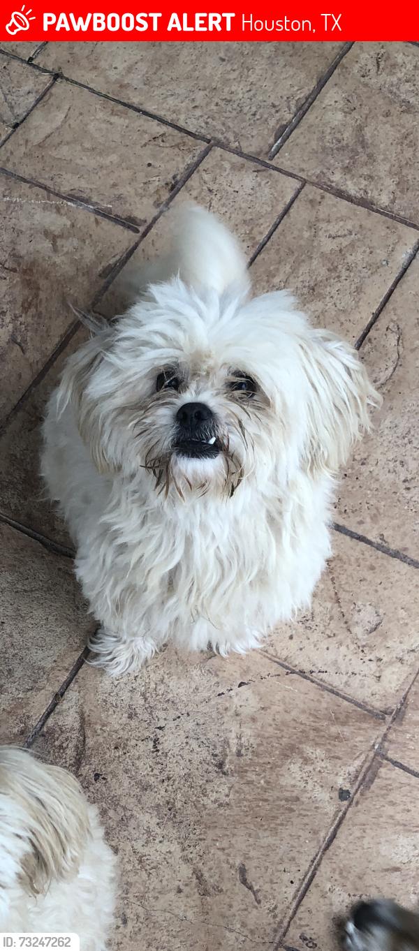 Lost Male Dog last seen back ally of graycliff drive, Houston, TX 77049