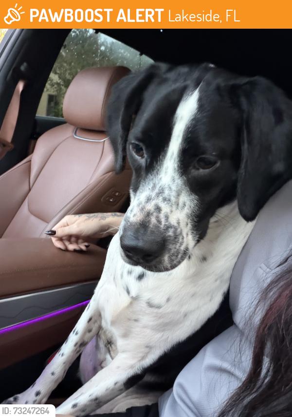 Found/Stray Female Dog last seen Constitution St., Lakeside, FL 32073