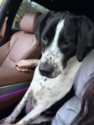 Found/Stray Female Dog last seen Constitution St., Lakeside, FL 32073
