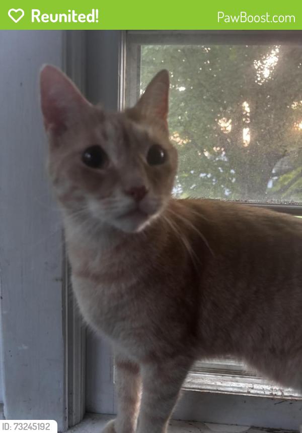 Reunited Male Cat last seen Joli Lane/Nory Lane, Monroe County, NY 14606
