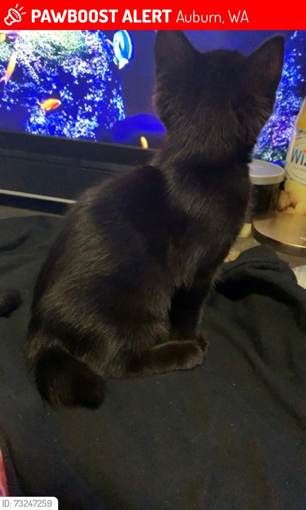 Lost Female Cat last seen Near i st ne auburn wa, Auburn, WA 98002