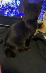 Lost Female Cat last seen Near i st ne auburn wa, Auburn, WA 98002
