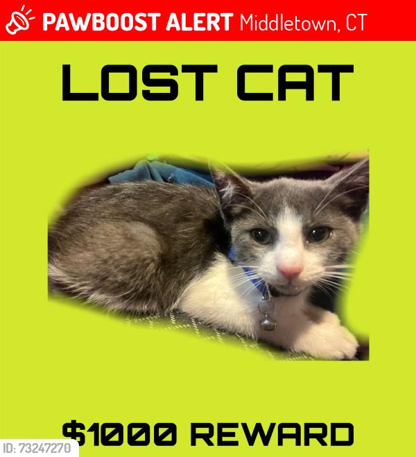 Lost Male Cat last seen Mile Ln, Middletown, CT 06457