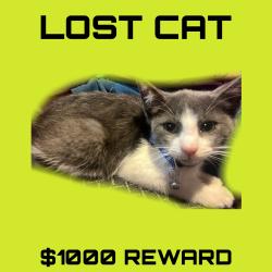 Lost Male Cat last seen Mile Ln, Middletown, CT 06457